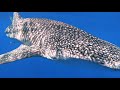 Meet The Whale Shark - Snorkeling in Moorea, French Polynesia