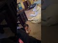 Two dogs and a baby on the floor together