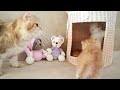 Mom Cat playing and talking to her Cute Meowing baby Kittens | Meooo Super #meooosuper #reverser