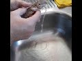 Pet bearded dragon drinks from the tap!