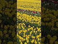 yellow tulips 🌷 #yellow #tulip #yellowtulips