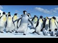 The Real Reason Happy Feet Couldn't Sing (Theory)