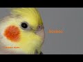 Wolf Whistle Wonder, Parrot Training #birb #cockatiel #training #talent