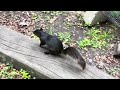 Black squirrel turning brown