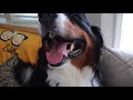 Life With A Bernese Mountain Dog part 4?