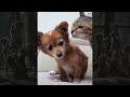🐾 Funny Cat and Dog Videos 2024 🤣🐈 Part 43