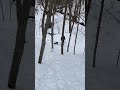 Puppies having a great time hiking in deep snow#love #love #subscribe #dog #minnesota #hiking