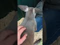 Friendly Kangaroo At Debbie Doolittle's Petting Zoo In Tacoma, WA