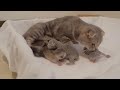 Baby kittens leaving their beds for the first time meow loudly.