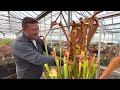 Cutting back Sarracenia for winter , how and why