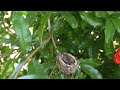 Hummingbird feeding babies: Part 2