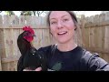 Why We HATE Our Chicken Coop | Poultry Housing Mistakes | Beginner Backyard Homestead