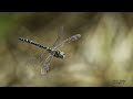 How to Photograph Dragonflies in Flight