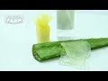 How Aloe Vera Gel is Made on a MASSIVE Scale! Amazing Aloe Vera Factory!