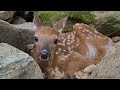 Baby Deer Alone Without Mother Meets Chipmunk