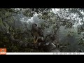 Harpy and Crested eagle caught on camera in the canopy of the Amazon Rainforest!