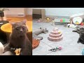 Best Funny Animals 2024 😍 Funniest Dogs and Cats 😻🐶