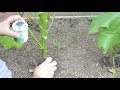 Okra growing guide and how to keep Ants off your plants!