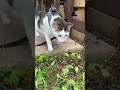 Rescued Garbage Dump Cat’s First Time in the Clean Outdoors