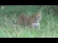 Extreme fight Leopard vs Eagle to save her baby, Wild Animals Attack