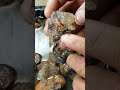 Selecting Rough Fire Agate 6/24 PART 1 of 2