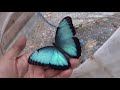 Butterflies: How to Hatch your own Blue Morpho Butterflies! (Morpho helenor)