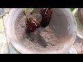 Hibiscus plant Propagation-2,Without Rooting Hormone