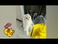 Funny cats 😂😂🤣😋😸video #funny videos #funnyvideo