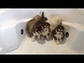 Intimidated Husky Puppies for First Bath!