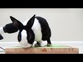 Rabbit eating watermelon ASMR