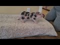 Mini pig training-Piglet