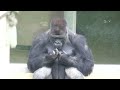 Silverback worries about son who wants to be alone｜Shabani Group