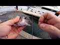 Is BREAD the best BAIT ever? | Fishing | Docklands | Melbourne | Australia