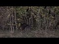 Farmers use infrared thermal to hunt hogs|&coyotes #live #viral #shorts ￼#part1