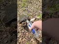 Turtle Unexpectedly Attempts to Attack Person as She Gives Them Water After Rescuing Them - 1416139