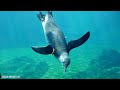 In The Ocean See Huge Sea Creatures 4K (ULTRA HD) - The Most Beautiful Fish Unique and Colorful