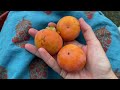 Massive Persimmon Crop + How To Tell If Your Astringent Persimmons Are Ripe