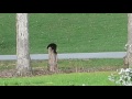 Cat and Squirrel playing on tree stump