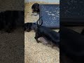Dolly and GCH Windsor pups #dachshundpuppies #wtlkennel