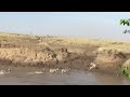 Wildebeest Migration crosses the Mara River