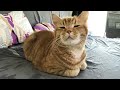 Laugh Uncontrollably! Best Funny Cat Videos 2024