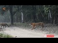 Tigress with cubs | Tigress | Jim Corbett | Jungle Safari | Dhela Zone