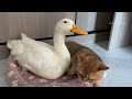 The duckling raised by the kitten has grown up! Adult duck wants to sleep with cat, cat is shocked!