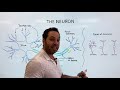 What is a Neuron? Parts and Function