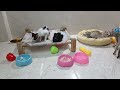 The ULTIMATE Cat and Dog Videos!🤣FUNNIEST Pets🤣🐶