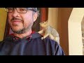 The Story of Peaches the Squirrel