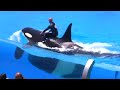 Seaworld SHAMU Killer Whale Show