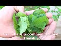 How to grow mint in plastic bottles with water at home