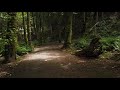 Nature Sounds for Sleep, Study, Meditation | Relaxing Sounds | Rainforest Walk