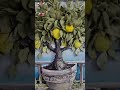 Sculpture painting, Sculpture flowers Sculpture artwork, Lemon tree Sculpture painting.